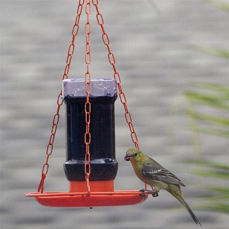 Jelly Oriole Feeder