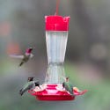 Hummingbird Feeders