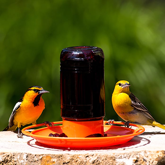 Attracts orioles