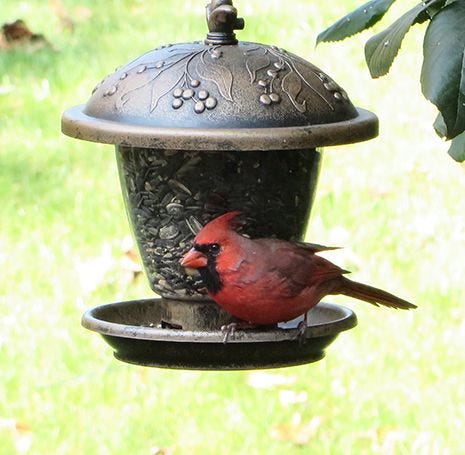 PERKY-PET Window, mangeoire à fenêtre pour oiseaux d'extérieur – MEUNERIE  DALPHOND