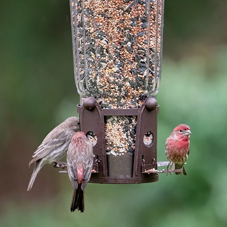 Perches for Small and Large Birds