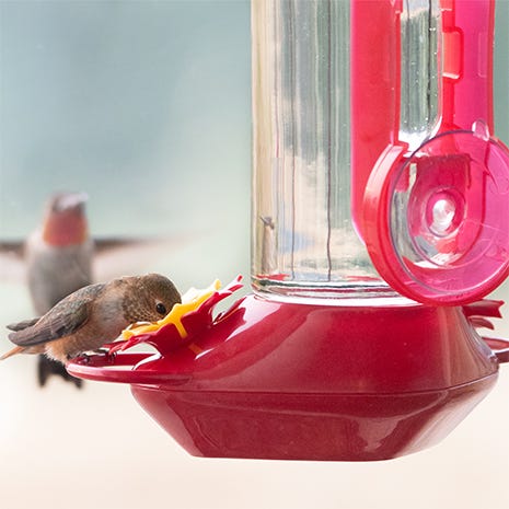 Window Hummingbird Feeder Perch - Clear Window Bird Feeder - Starcrest