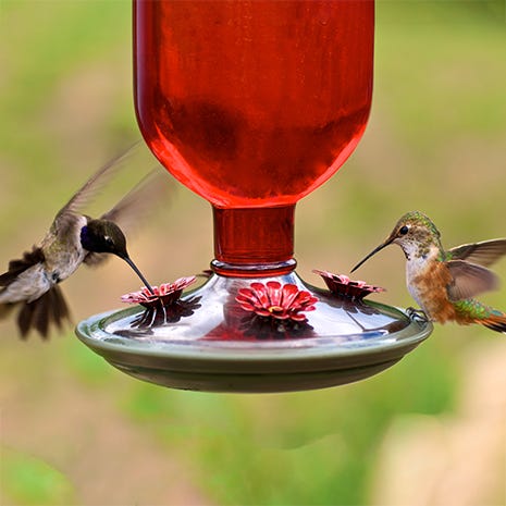 Accommodates Multiple Birds