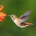 Allens Hummingbird