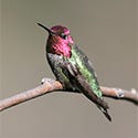 Anna's Hummingbird