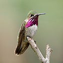 Colibri Calliope