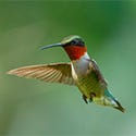 Colibri à gorge rudy