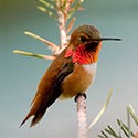 Rufous Hummingbird