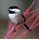 chickadees