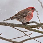 finches