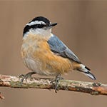 nuthatches