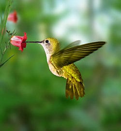 Perky-Pet® Hummingbird Nectar Concentrate Perky-Pet® Hummingbird Nectar Concentrate