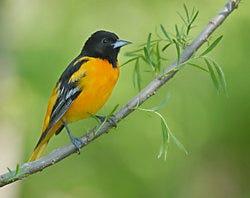 Perky-Pet® Powder Concentrate Oriole Nectar Perky-Pet® Powder Concentrate Oriole Nectar
