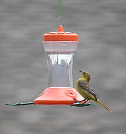 Opus Oriole Feeder