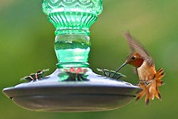 Perky-Pet<sup>®</sup> Antique Bottle Glass Hummingbird Feeder Perky-Pet<sup>®</sup> Antique Bottle Glass Hummingbird Feeder