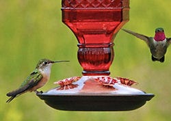 Perky-Pet Red Square Antique Bottle Glass Hummingbird Feeder Perky-Pet Red Square Antique Bottle Glass Hummingbird Feeder
