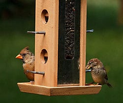 Perky-Pet Tin Jay Wood Feeder