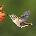 Allen's Hummingbird