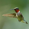 Colibri à gorge rubis