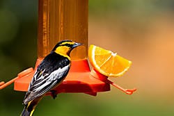 Perky-Pet® Fruit Trio Oriole Nectar Feeder