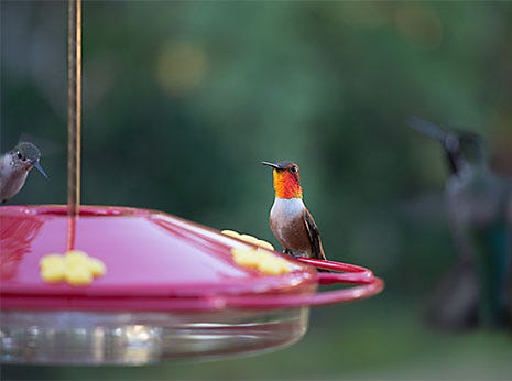 Peut accueillir plusieurs oiseaux