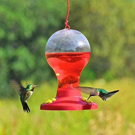 does homemade hummingbird nectar need to be boiled