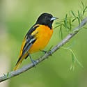 Baltimore Oriole