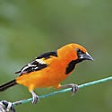 Oriole de Scott