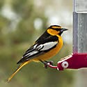 Oriole de Bullock