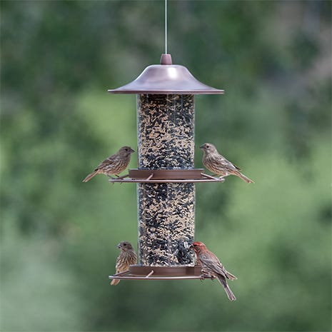 2-Tier Design Attracts Multiple Birds