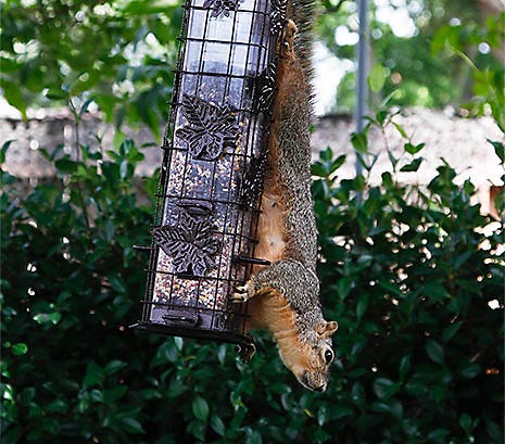 2 lb Perky-Pet 336 Squirrel-Be-Gone Wild Bird Feeder 