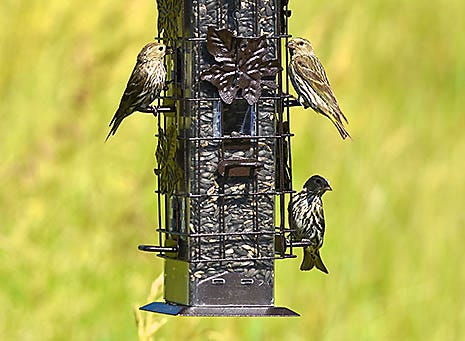 accommodates multiple birds