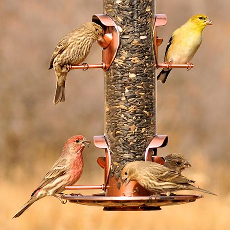 Keeps Seed Off the Ground