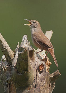 Perky-Pet Wren Home Wren Home