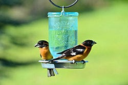 Droplet Bird Waterer