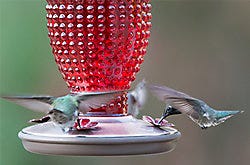 Perky-Pet Red Hobnail Vintage Hummingbird Feeder