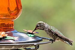 Perky-Pet Carnival Glass Vintage Oriole Feeder