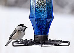 Perky-Pet Sapphire Starburst Vintage Wild Bird Feeder