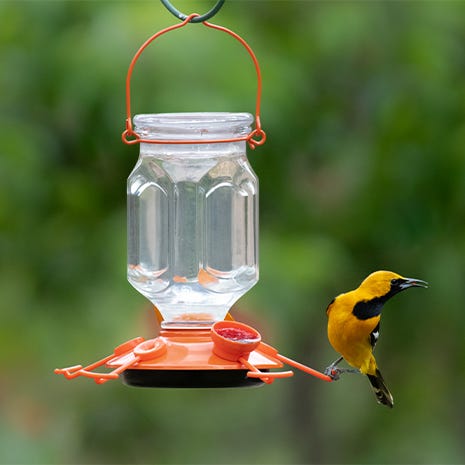 PERKY-PET Pinch-Waist, mangeoire à colibri en verre – MEUNERIE DALPHOND