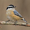 Nuthatches