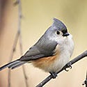 Titmice