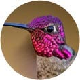 Anna's Hummingbird