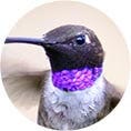 Black-Chinned Hummingbird