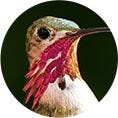 Calliope Hummingbird