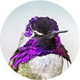 Costa's Hummingbird