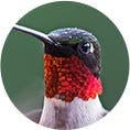 Ruby-Throated Hummingbird