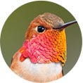 Rufous Hummingbird