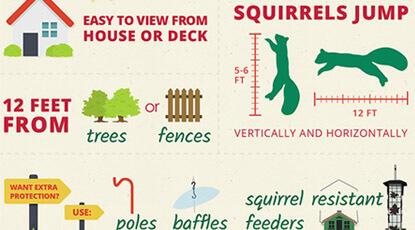 Tips to Attract Birds to Your Feeder