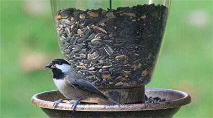 Top 5 Things to Consider When Buying a Bird Feeder