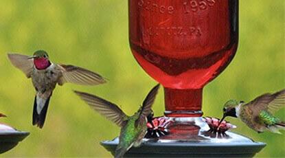 Tips on Hanging Your New Feeder